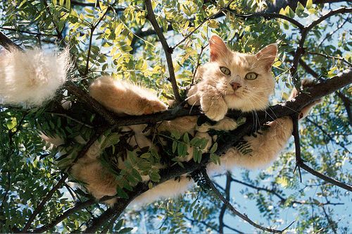 Cat in a Tree